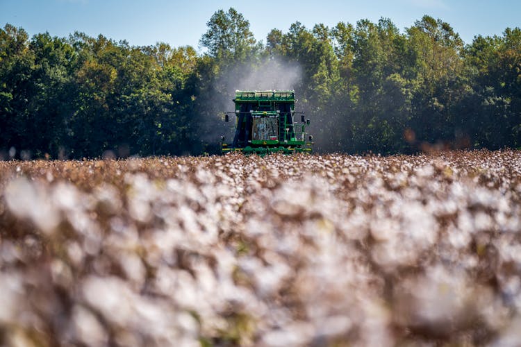 Combine Harvester In A Cotton Field