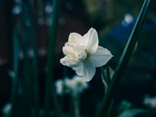 White Flower in Close-up Photography
