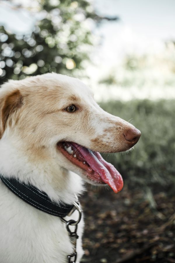 A small shaggy dog outdoors on a bright day