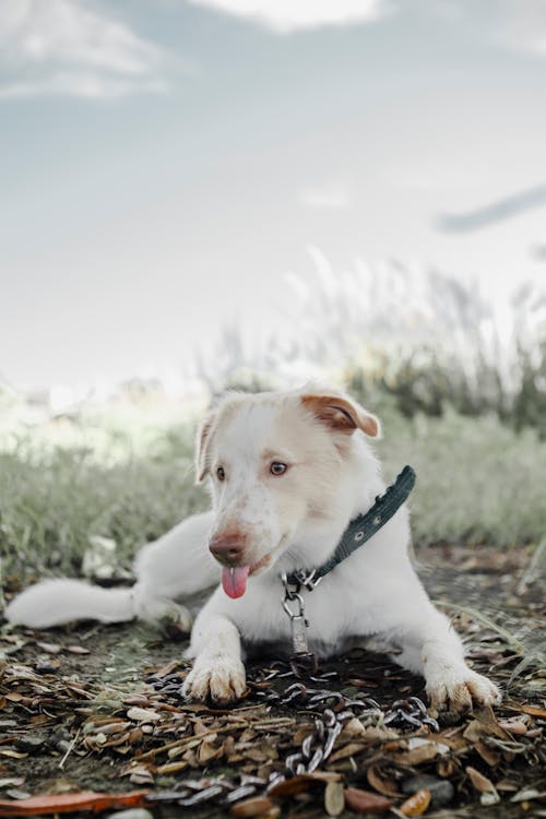 Kostenloses Stock Foto zu boden, haustier, hund