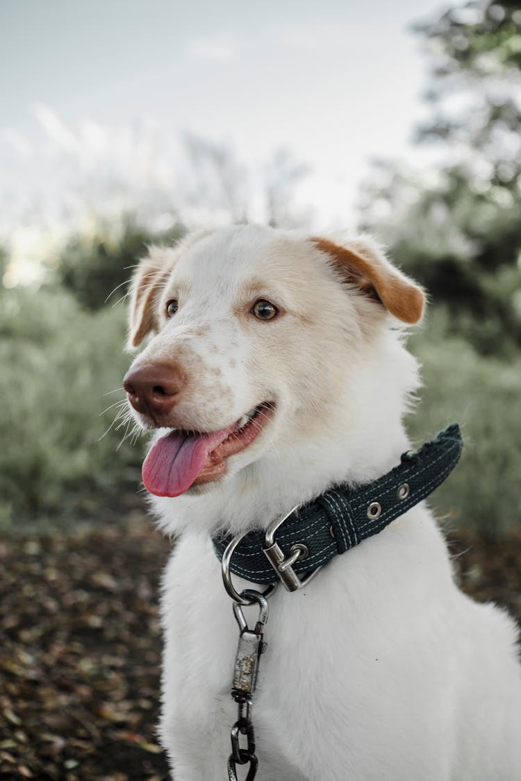 Dog On Leash