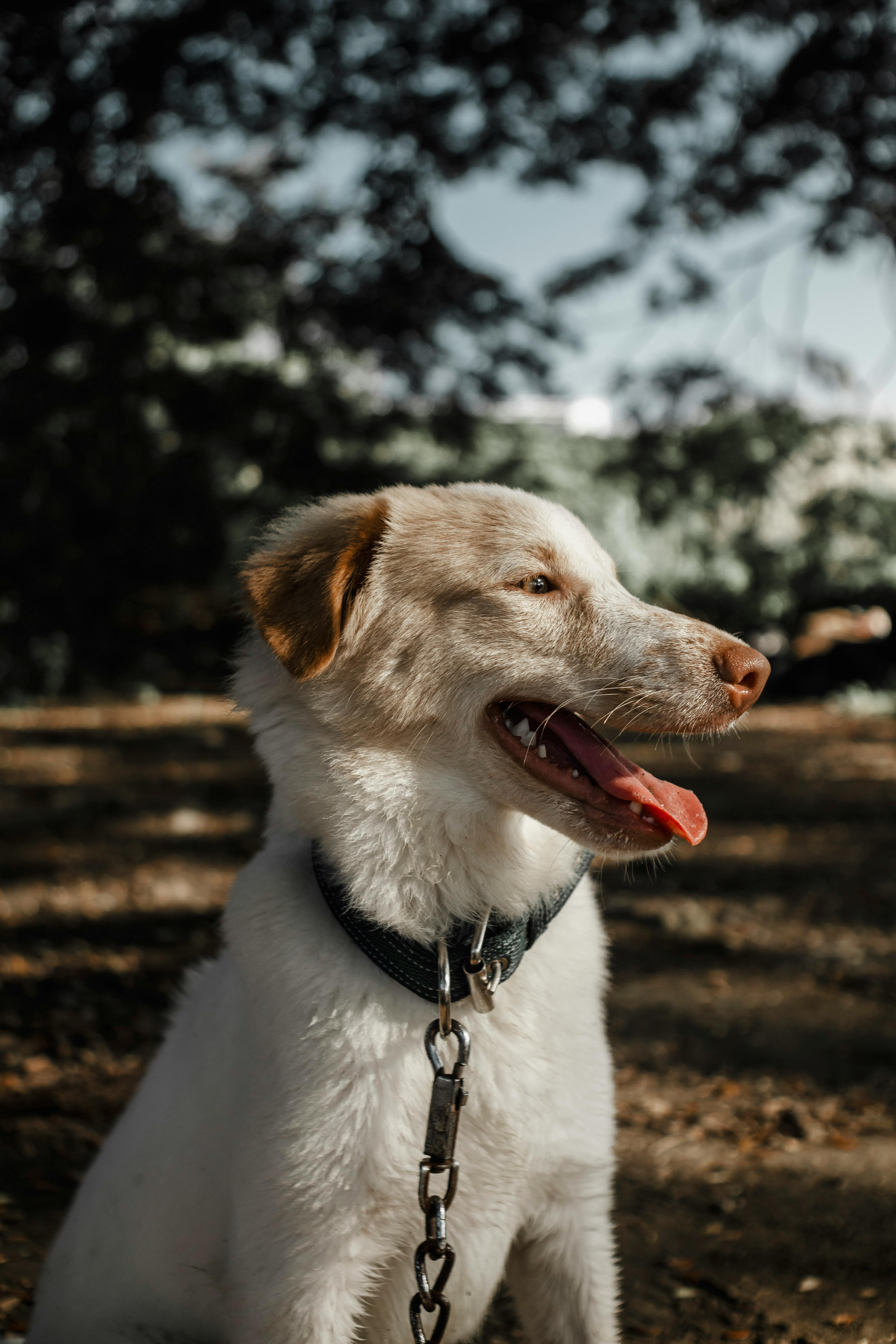 What dog symbolizes wealth?