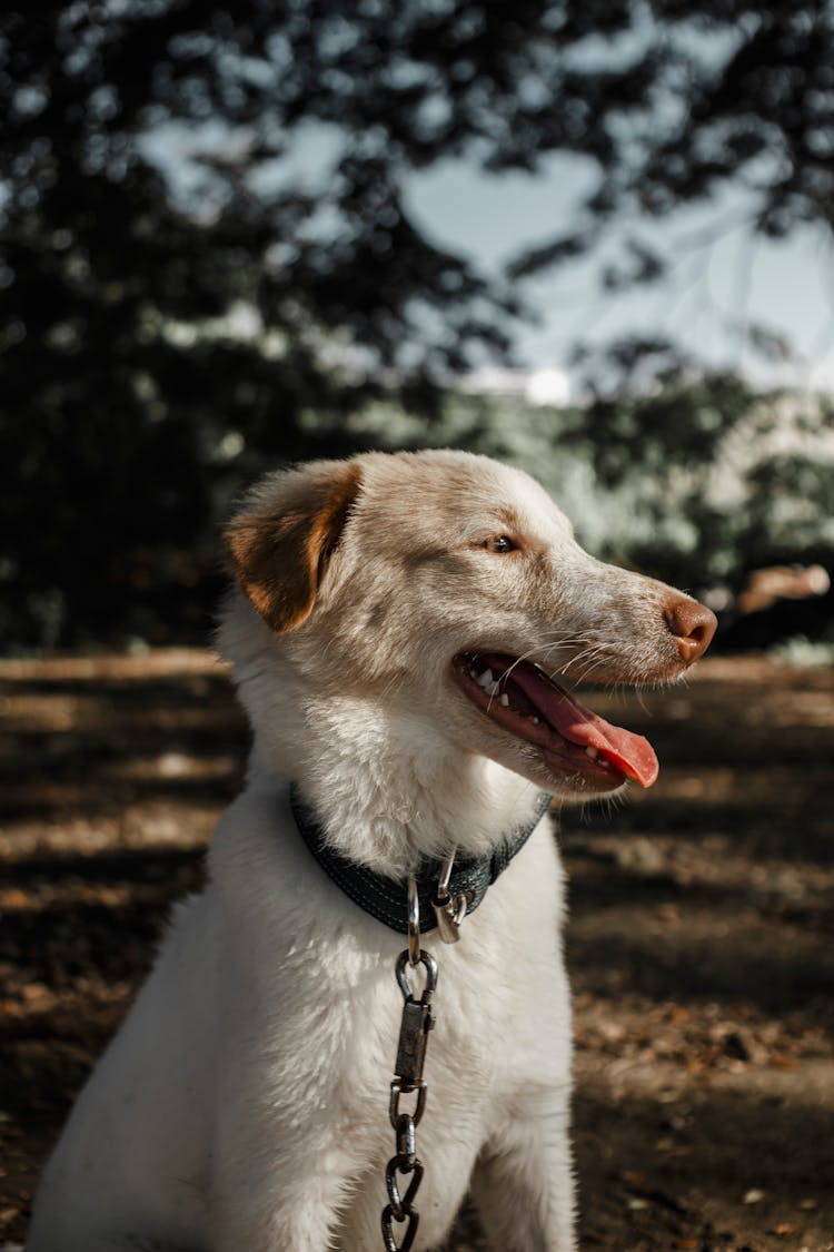 A Dog In A Chain Leash