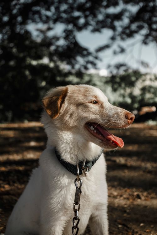 Free White pet dog with a collar and leash, sitting outdoors in a sunny wooded area. Stock Photo