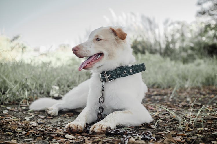 Photo Of A White Dog With A Black Collar