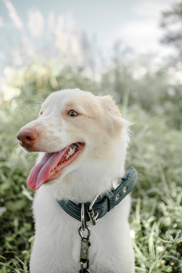 A White Dog In A Leash