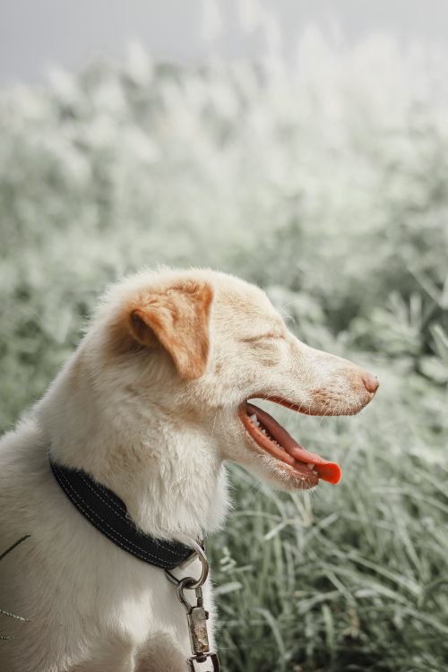 Free Adorable dog with its tongue out, enjoying a sunny day in the lush grassy outdoors. Stock Photo