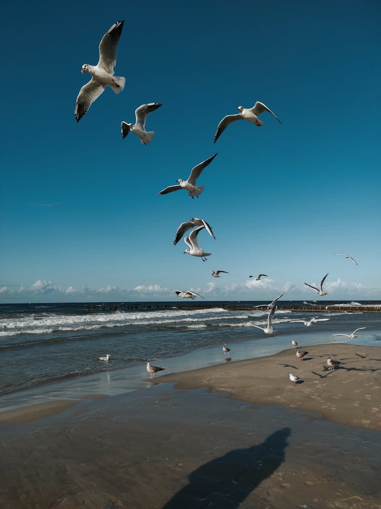 Flock Of Birds Flying Over The Sea