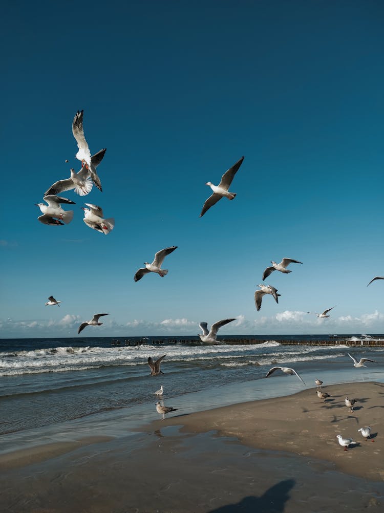 Seagulls On The Beach Under The Blue Sky