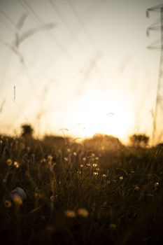 A tranquil scene capturing a sunset illuminating a wild field, creating a serene atmosphere.