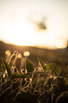 Gentle close-up of green leaves in a field during sunset with bokeh effect.