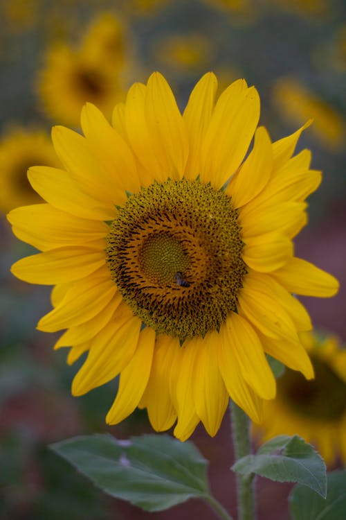 Yellow Sunflower in Close-up Photography