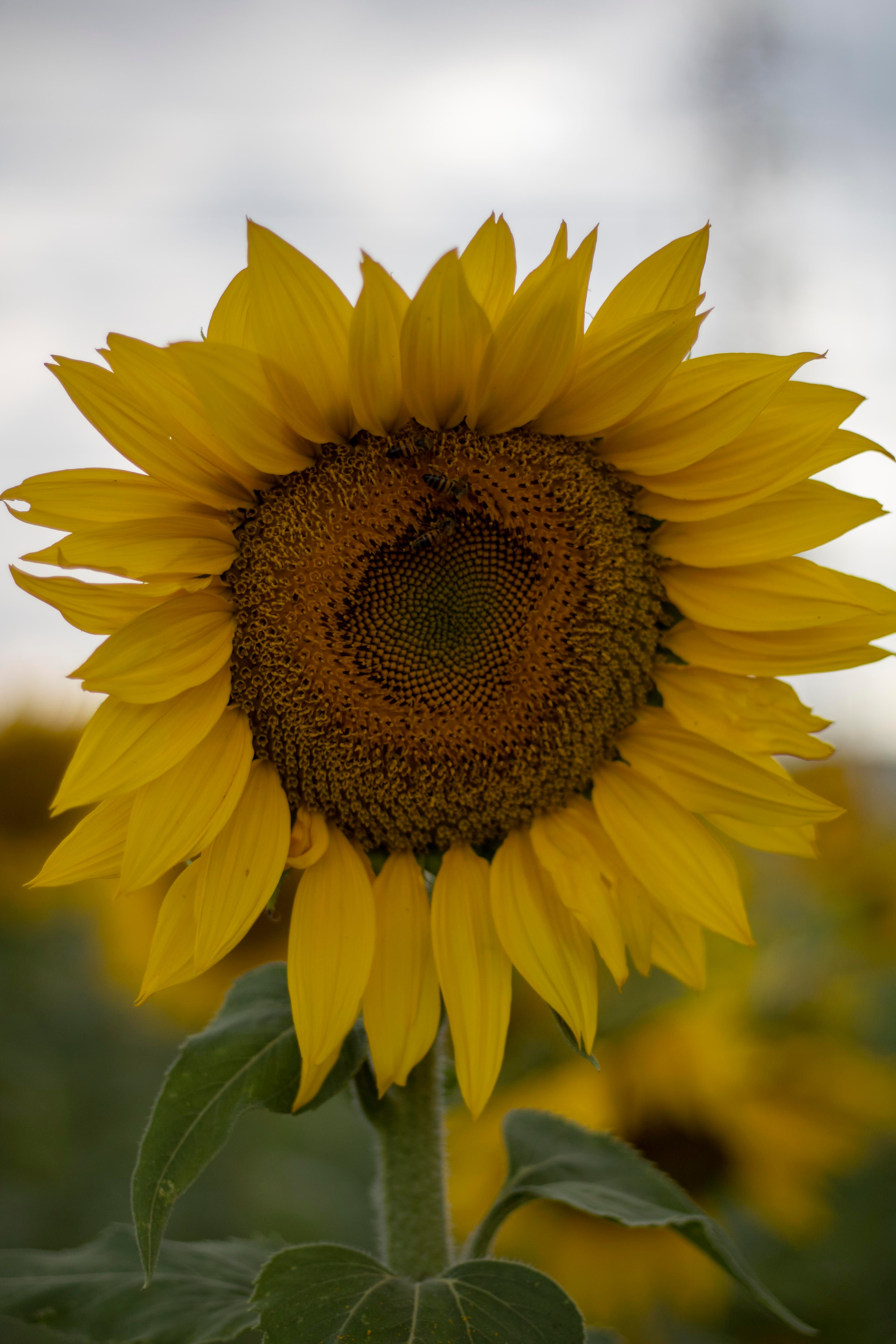 Sunflower in Close Up Photography · Free Stock Photo