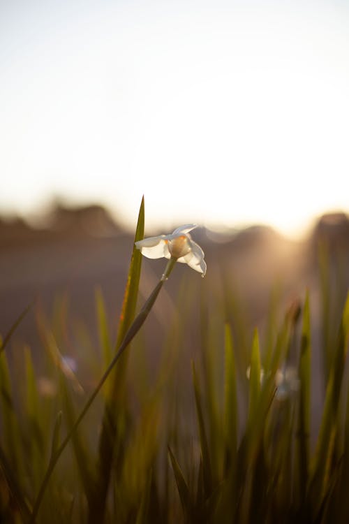 White Flower During Sunrise