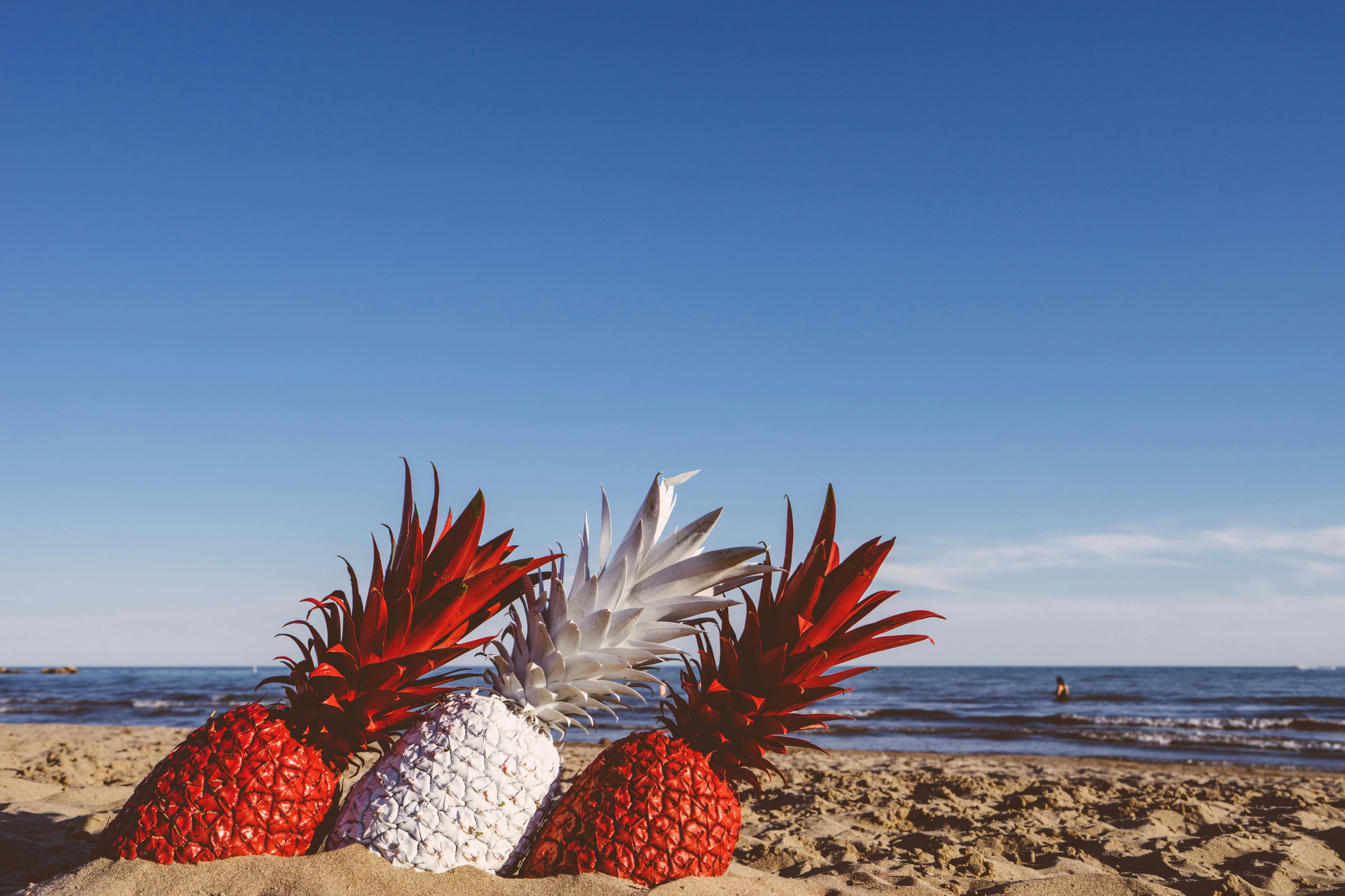 Kostenloses Foto Zum Thema Ananas Blauer Himmel Draußen 8328