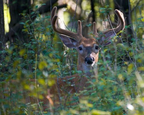Brown Deer in Close Up Photography