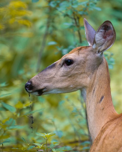Free Close-up of a roe deer in a lush forest, providing a tranquil wildlife portrait. Stock Photo