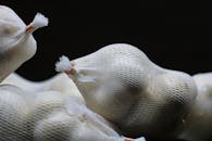 黑色背景下，蒜瓣被网包裹的详细图像