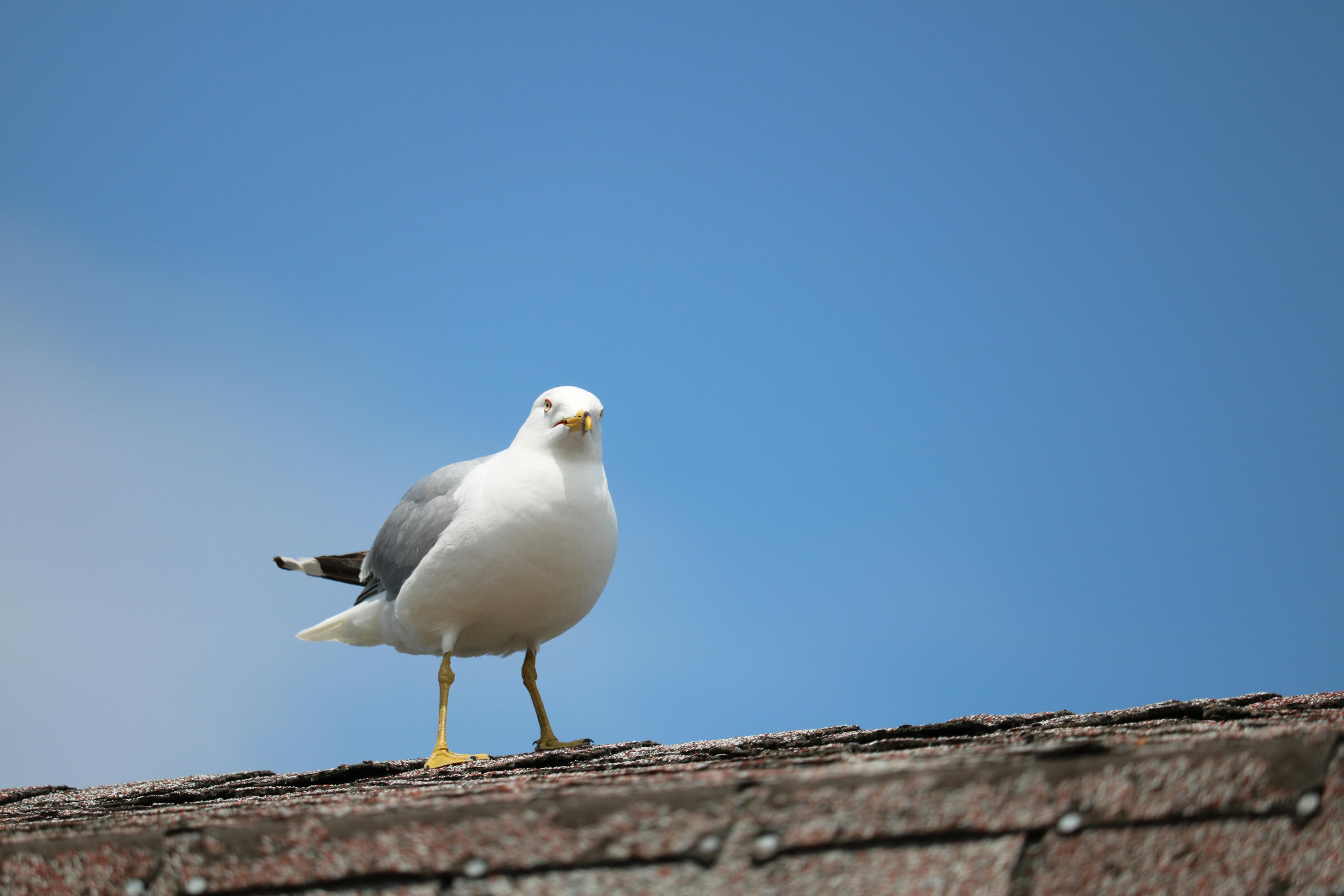 A close-up of a seagull standing on a rooftop with a clear blue sky backdrop in St. John's, Canada.