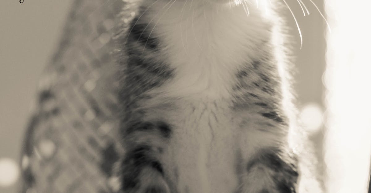 Free stock photo of black-and-white, cat, kitten