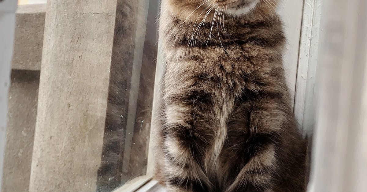How much to spay a cat near me