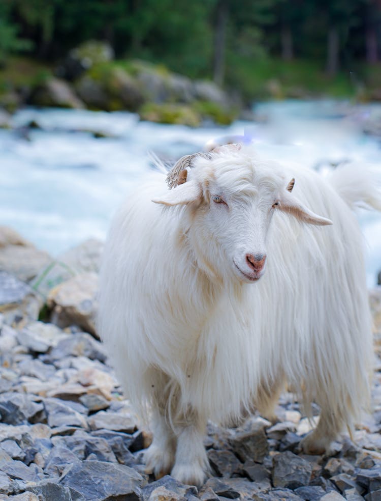 Close-Up Shot Of A Pashmina Goat On The Rocks