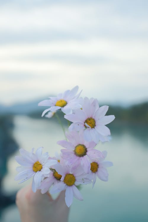 Close-Up Shot of a Person Holding Blooming White Flowers