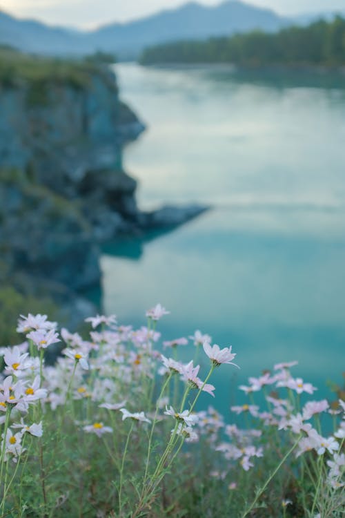 White Flowers on Cliff Near Body of Water