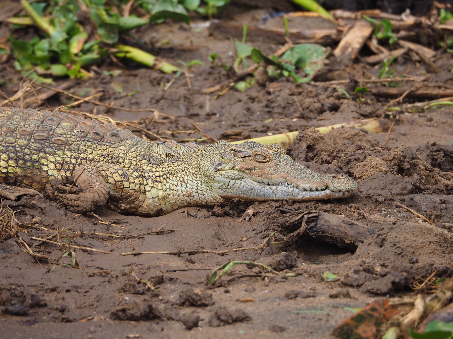 Close-up of a saltwater crocodile lying on a muddy riverbank, showcasing its scales.
