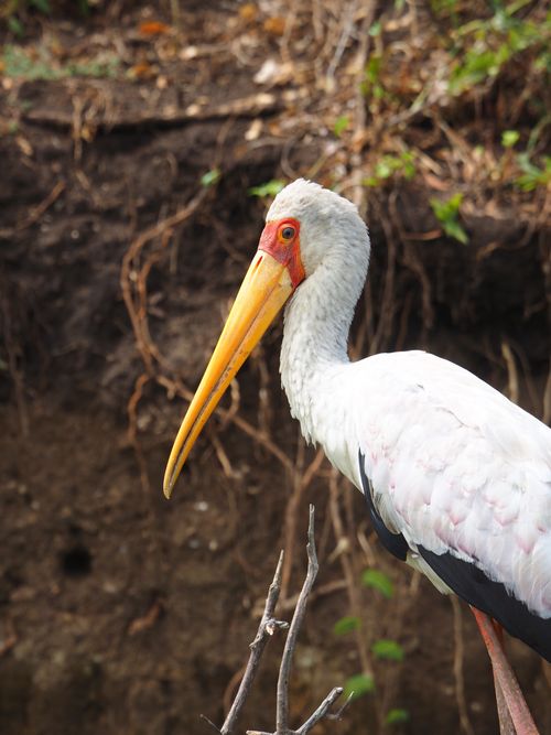 Free Close-up of a yellow-billed stork standing in its natural habitat. Stock Photo