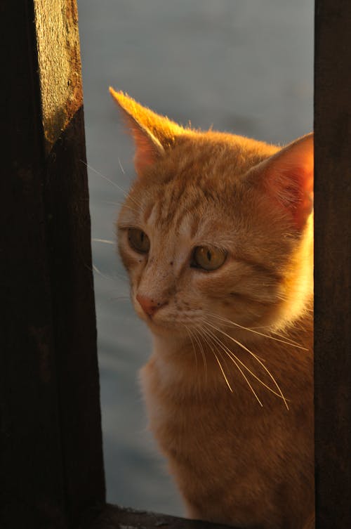 Close Up Photo of a Cat