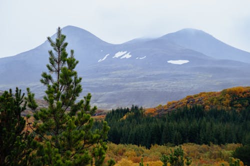 Immagine gratuita di alberi, fotografia della natura, montagna