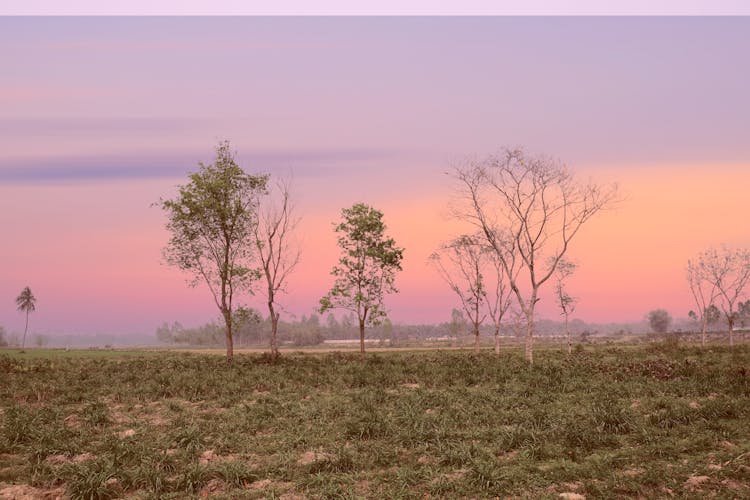 Trees On Green Grass Field