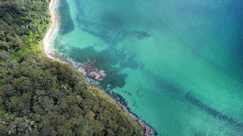 Aerial Photography of Green Trees Beside Body of Water