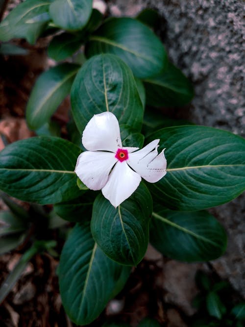 Flower with Green Leaves