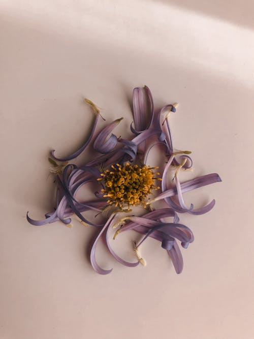 bezplatná Základová fotografie zdarma na téma fialová kytka, flóra, jemný Základová fotografie