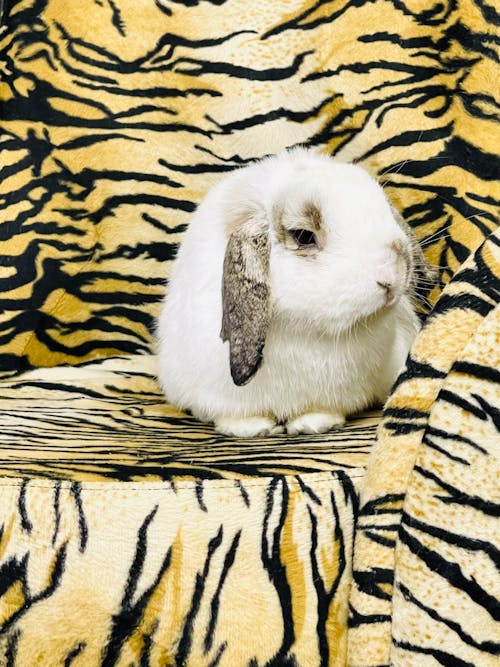 คลังภาพถ่ายฟรี ของ กระต่าย, กระต่ายสีขาว, การถ่ายภาพสัตว์