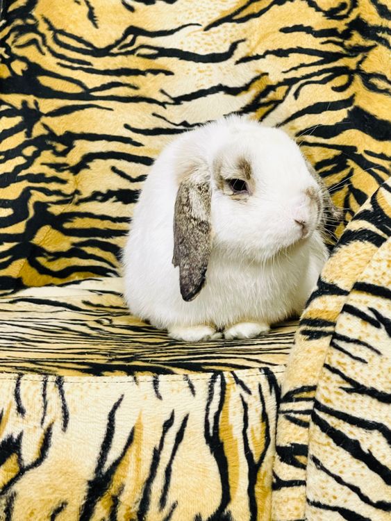 A White Rabbit · Free Stock Photo