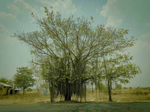 Foto stok gratis alam, batang pohon, cabang