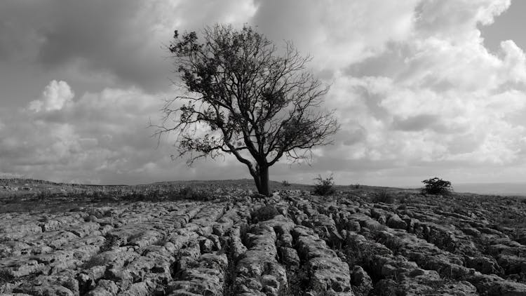 Tree Under Cloudy Sky