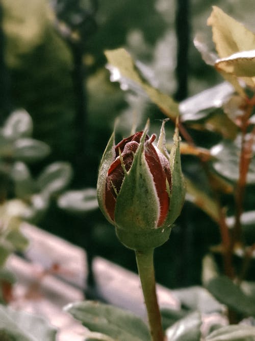 Fotos de stock gratuitas de botánica, brotar, enfoque selectivo