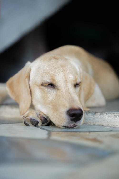 Dog in Close Up Shot