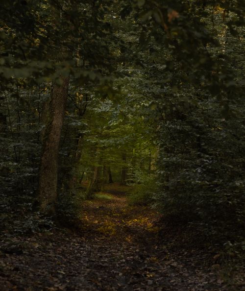 Free A tranquil forest path surrounded by dense green foliage, perfect for a nature walk. Stock Photo