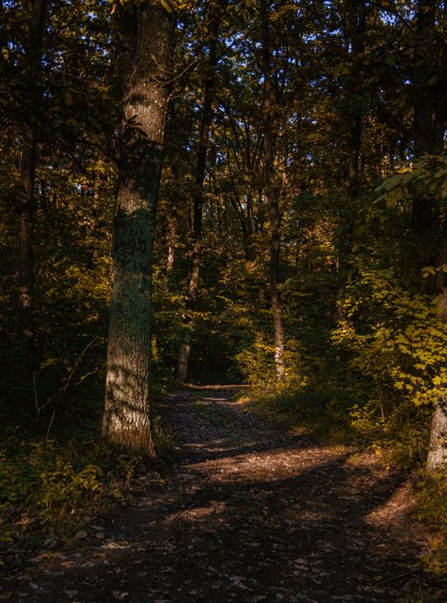 Free Discover the tranquility of a shaded forest pathway, enveloped in warm autumn hues. Stock Photo