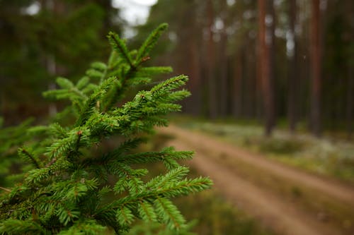 Free Pine Leaves in the Woods Stock Photo
