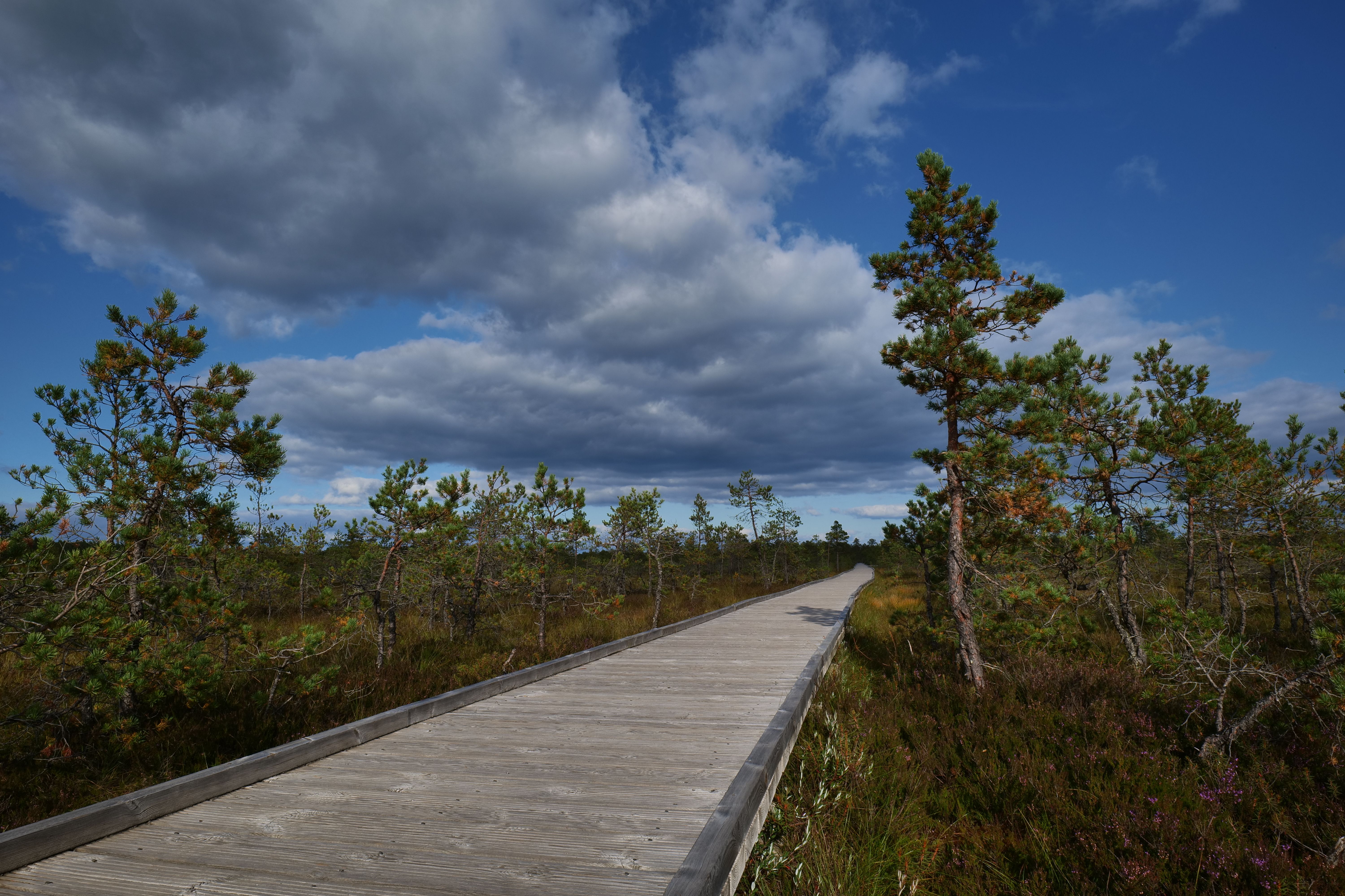 Family walking a boardwalk trail near an Estonian forest guesthouse
