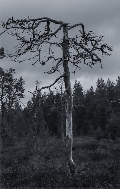 Grayscale Photo of a Bare Tree