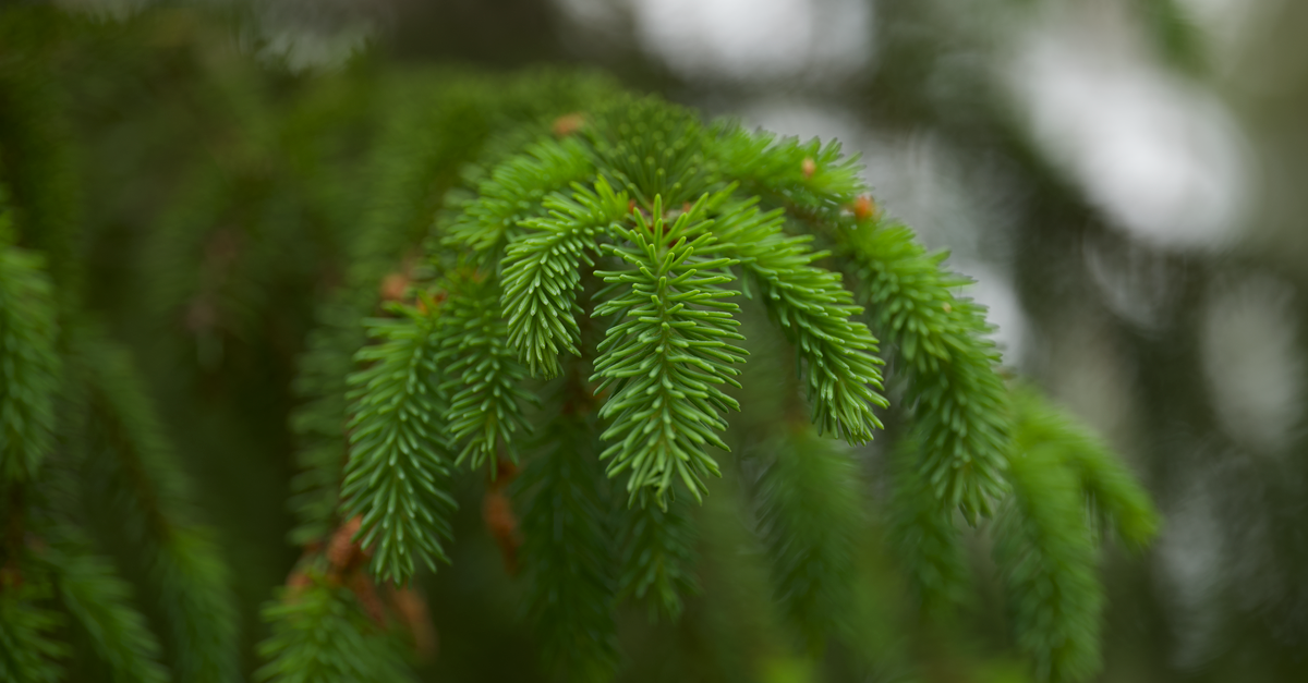Detailed view of lush green spruce needles on branch, showcasing natural texture and vibrant color.