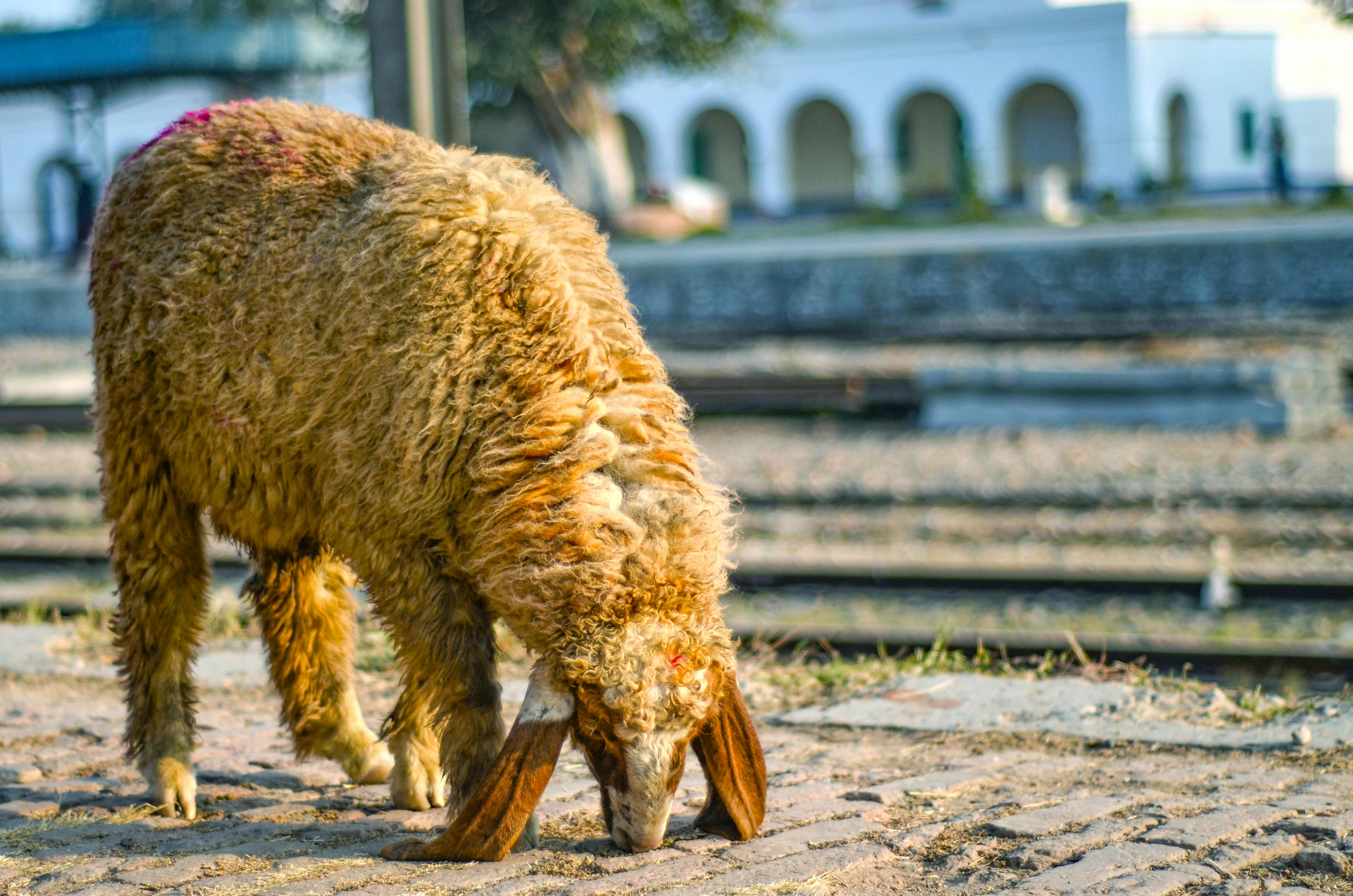 A brown sheep grazing near railway tracks in Mian Channu, Punjab, Pakistan.
