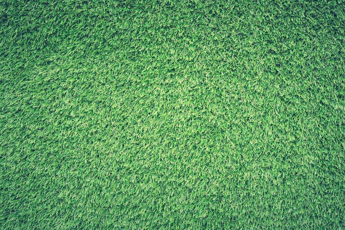緑の草の芝生